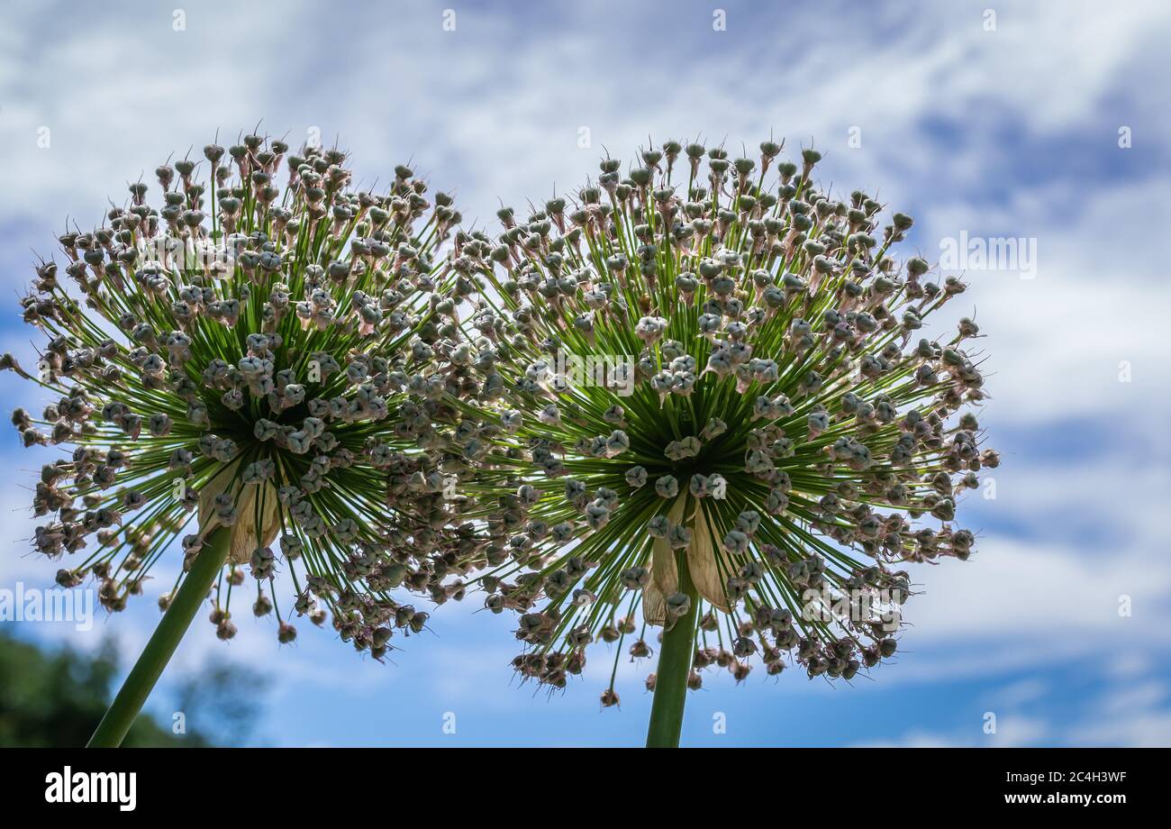 Fiori di Allium aflatunense nel mese di giugno in una giornata di sole nel parco su uno sfondo blu cielo Foto Stock