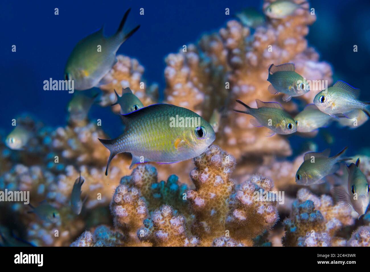 Macro di cromie arabe (Chromis flavaxilla) di piccoli pesci di colore giallo chiaro che vivono in un corallo. Foto Stock