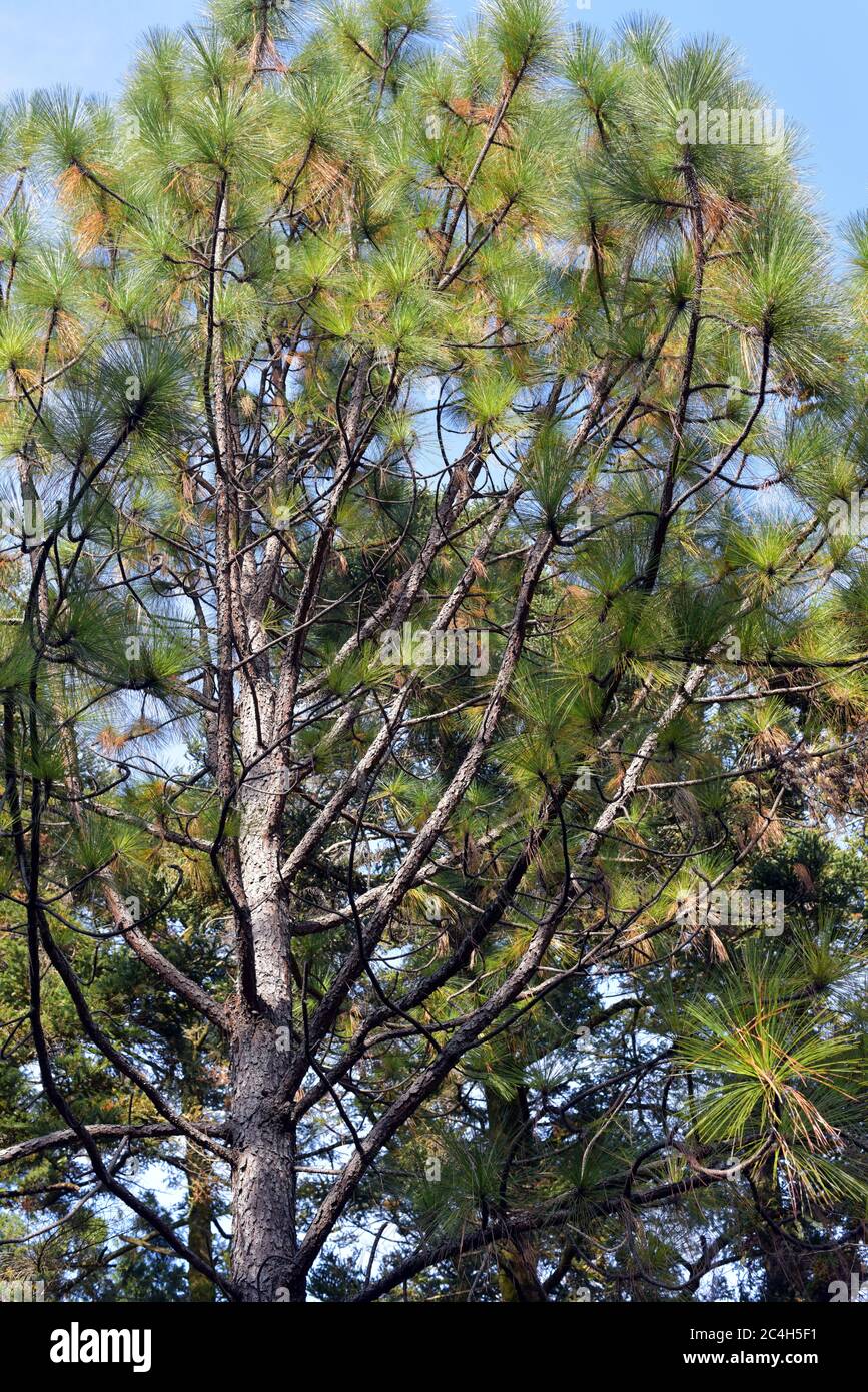 Kyoto Giardino Botanico Giappone Foto Stock