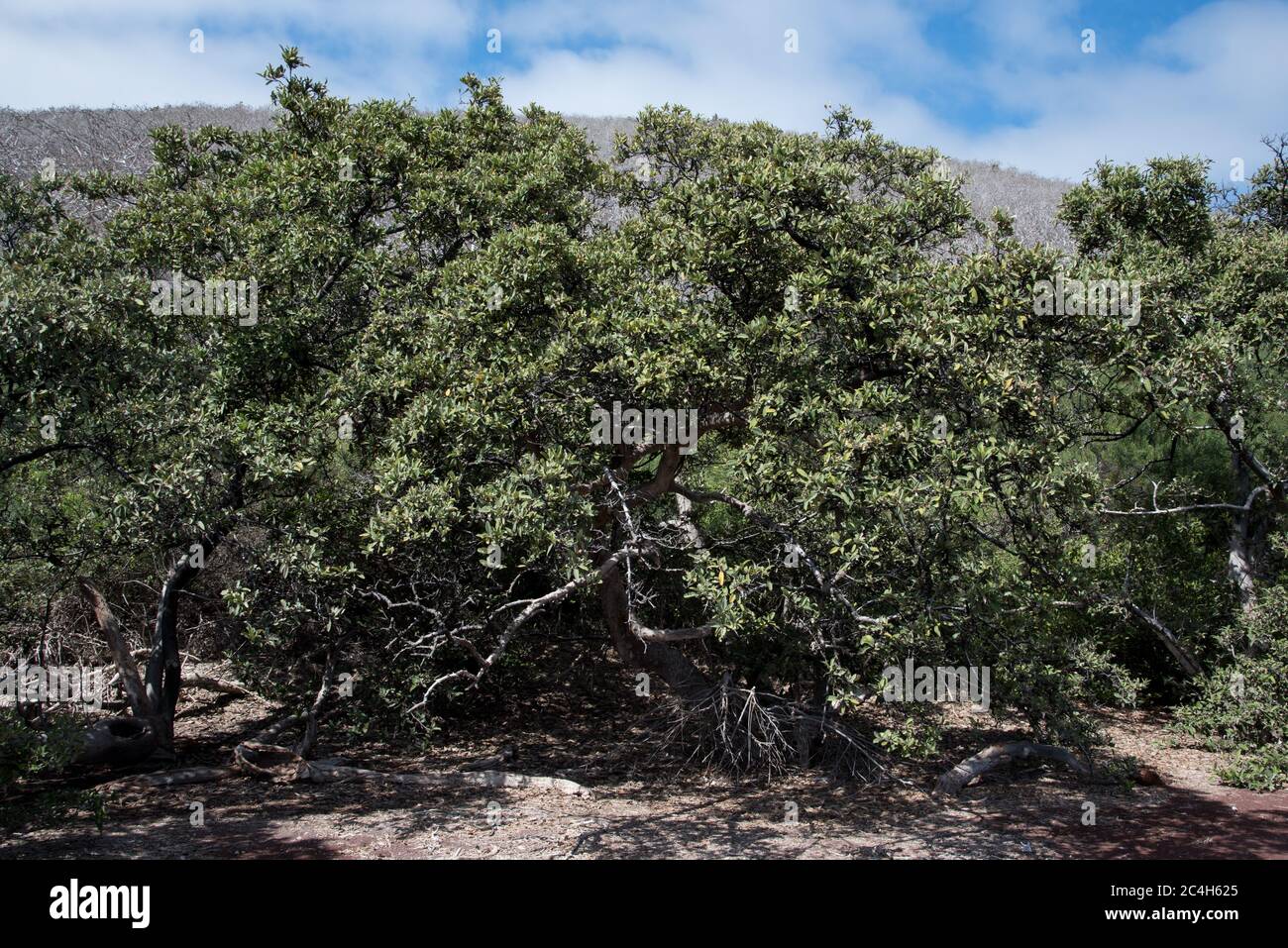 Cespugli dietro la spiaggia di sabbia rossa dell'isola di Rábida nell'arcipelago delle Galapagos. Foto Stock