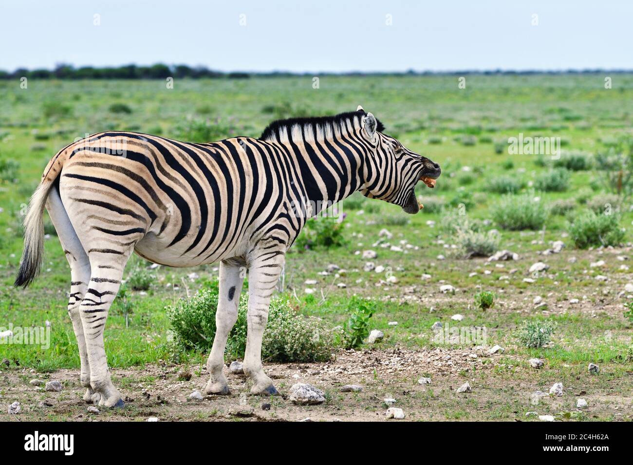 Damara zebra ruggisce all'alba, Equus burchelli, Etosha National Park, Namibia Foto Stock
