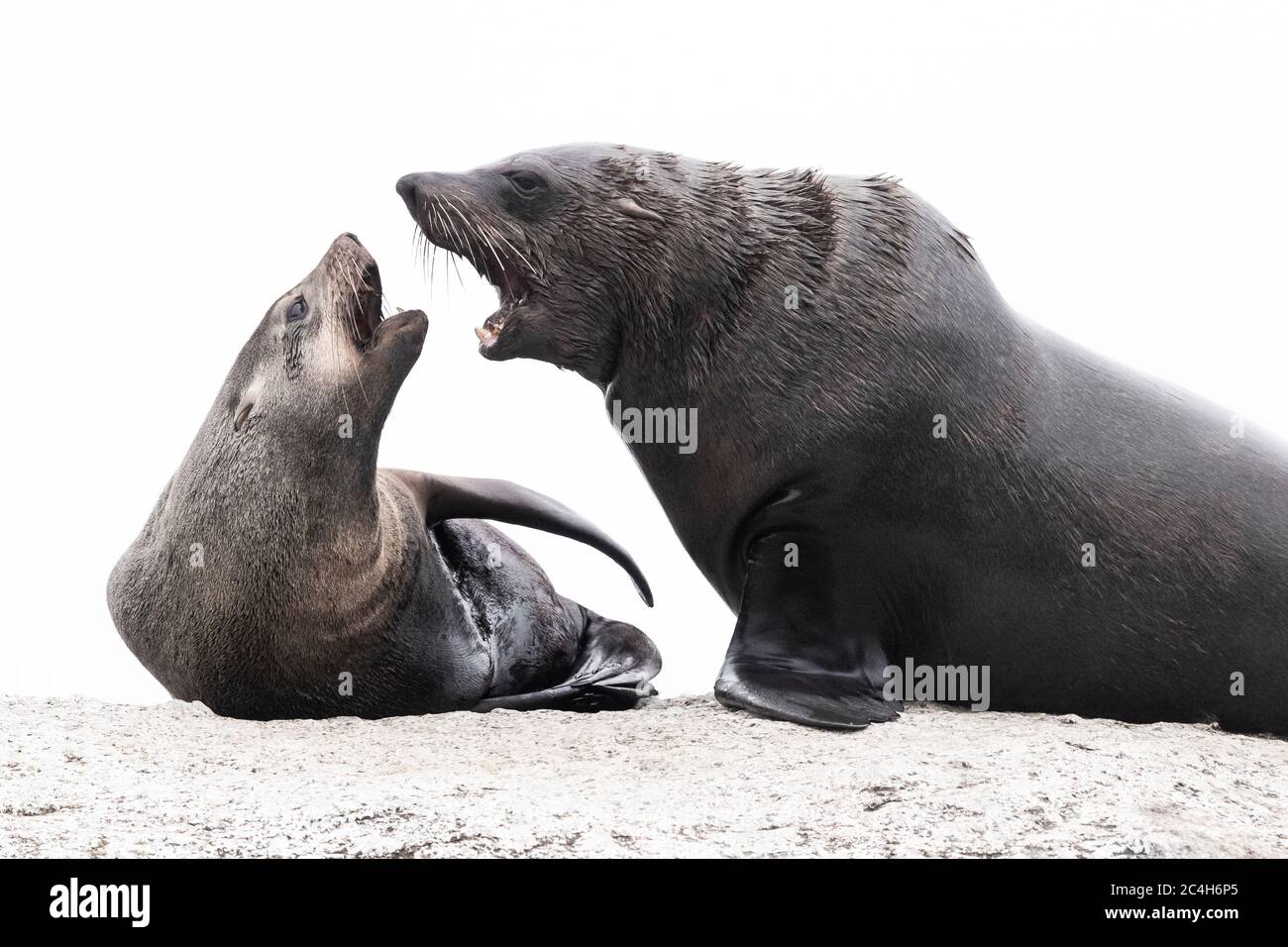 Cape Fur Seal (Arctocephalus pusillus), un maschio e una femmina vicini l'uno all'altro, Capo Occidentale, Sudafrica Foto Stock