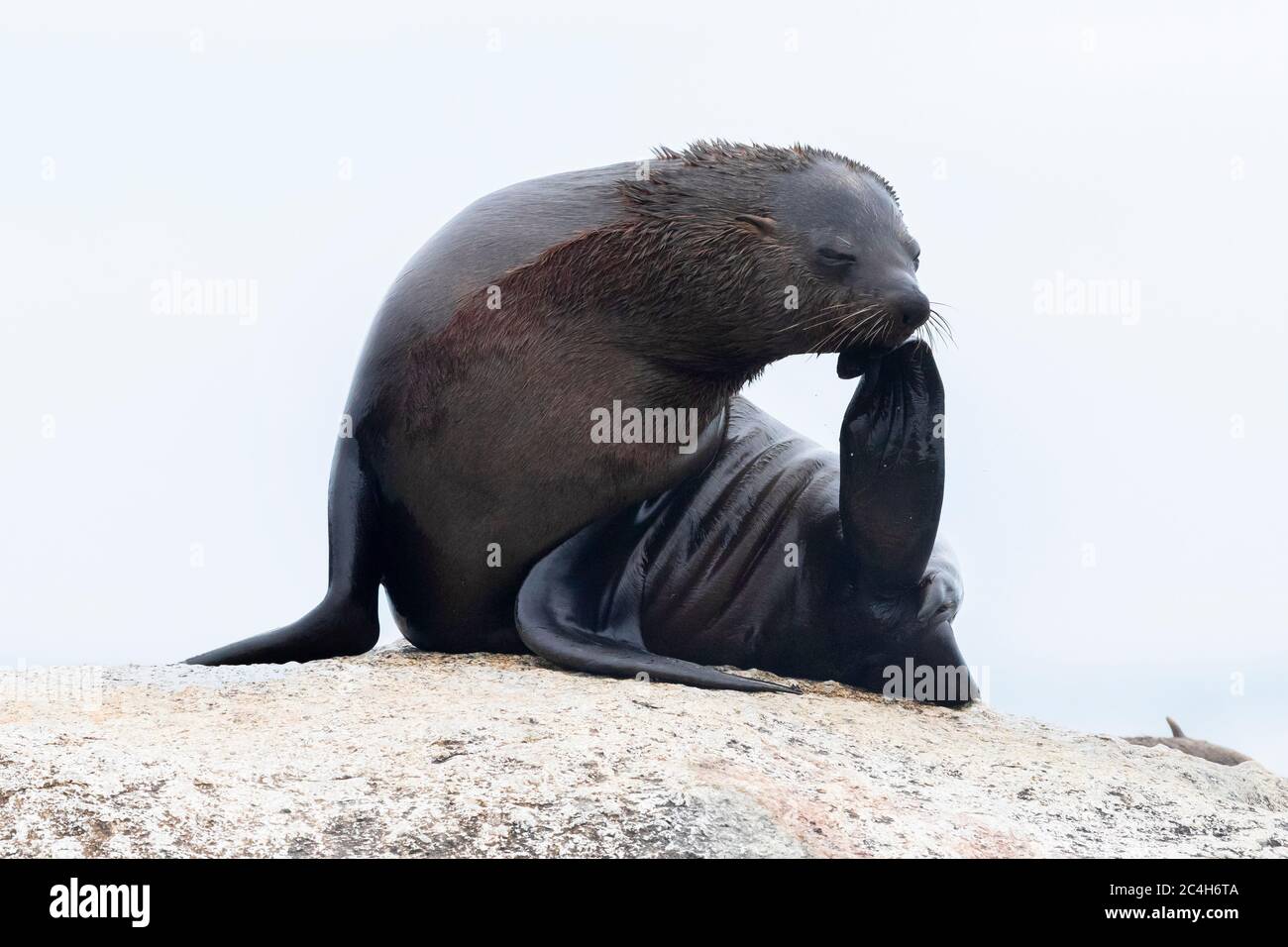 Cape Fur Seal (Arctocephalus pusillus), femmina adulta che graffia la testa, Capo Occidentale, Sudafrica Foto Stock