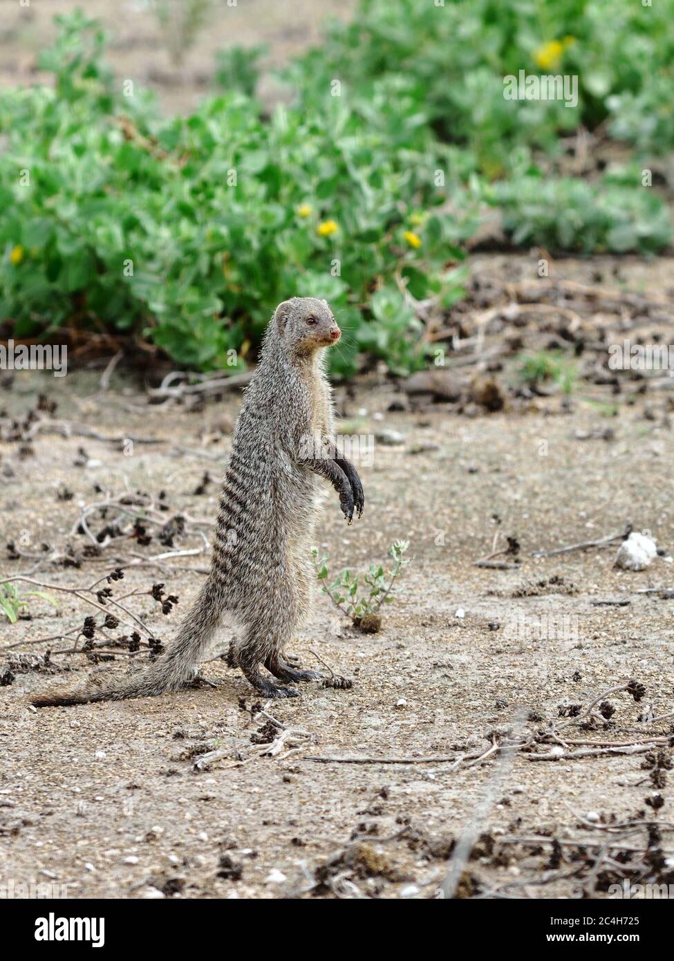 Mongoose bandito (Mungos mungo) in Namibia, Africa Foto Stock