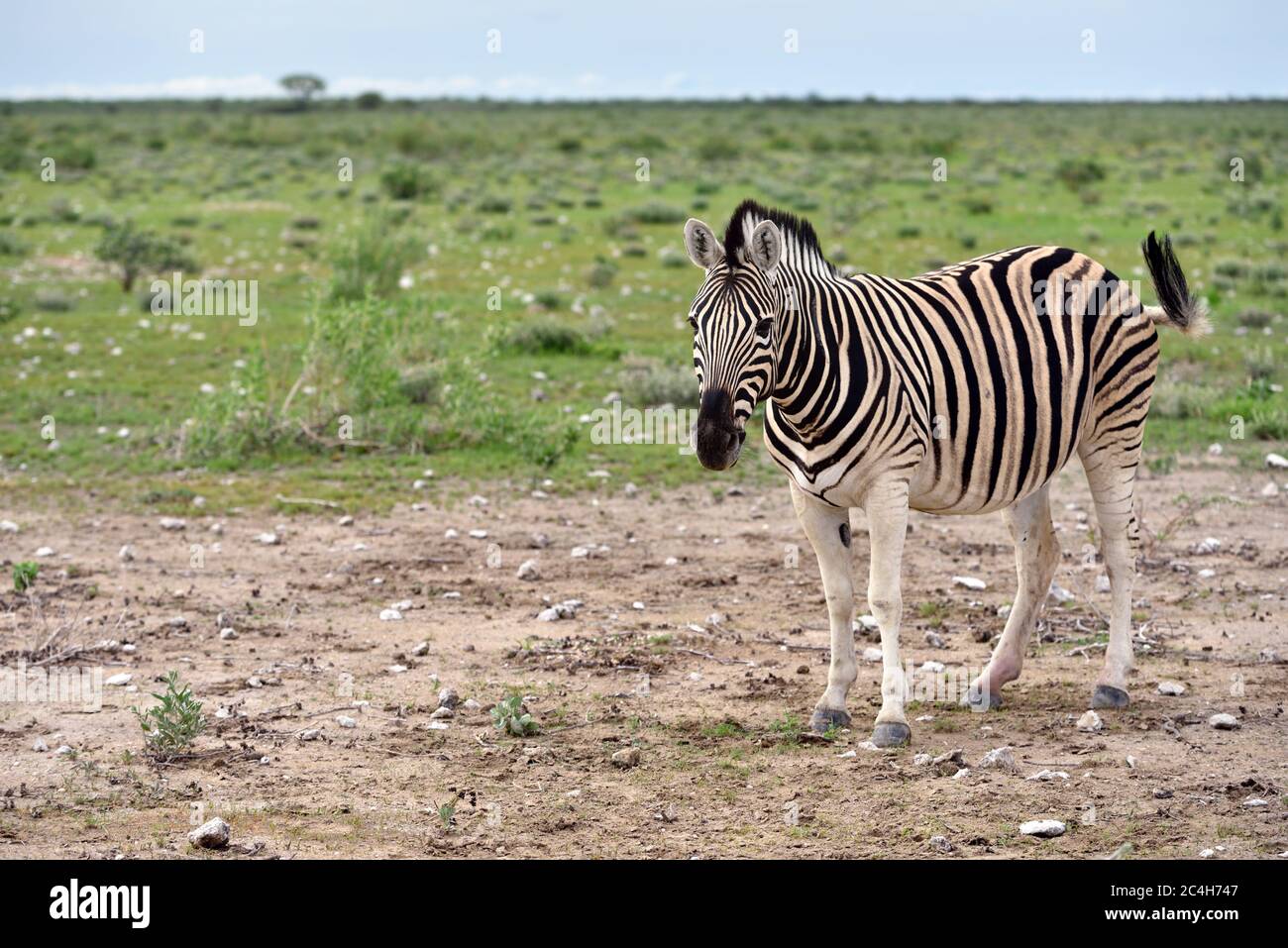 Damara zebra all'alba, Equus burchelli, Etosha parco nazionale, Namibia Foto Stock