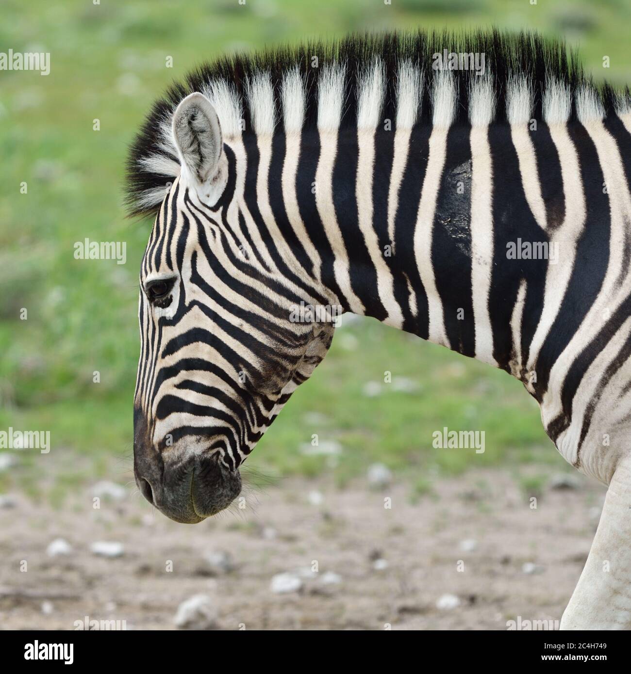 Damara zebra, Equus burchelli, Parco Nazionale Etosha, Namibia Foto Stock