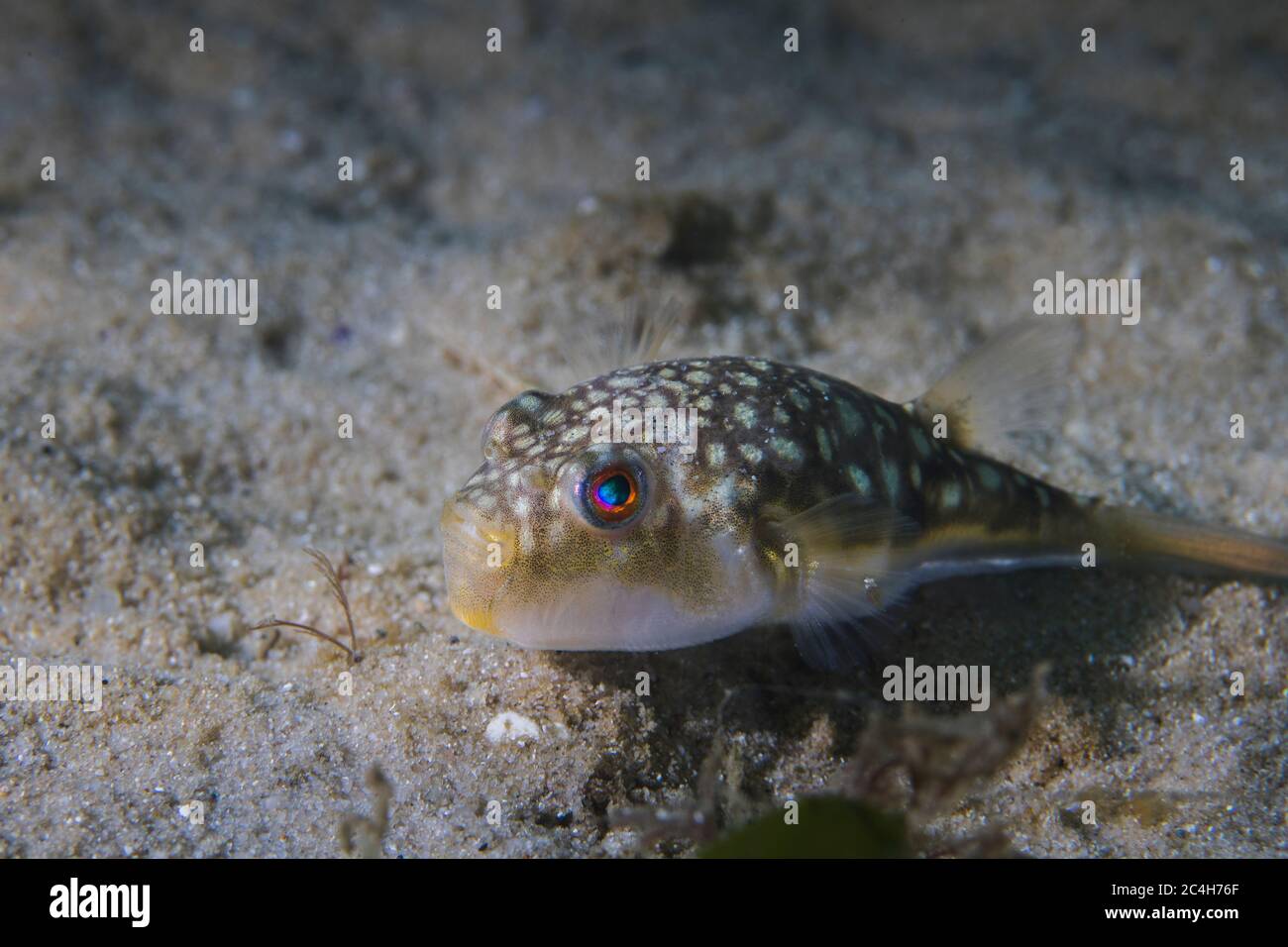 Un puffer Evileye o un pesce di Evileye blaasop pesce marrone chiaro con macchie sulla schiena e sul ventre bianco (Amblyrhynchotes honckenii) Foto Stock