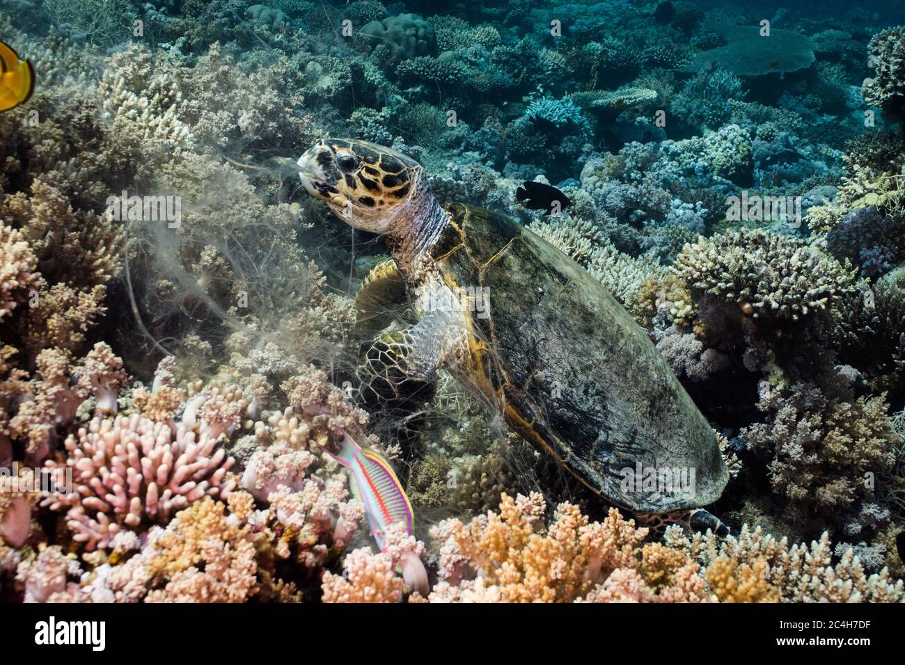 Tartaruga Hawksbill (Eretmochelys imbricata) seduta sulla barriera corallina mangiando corallo Foto Stock