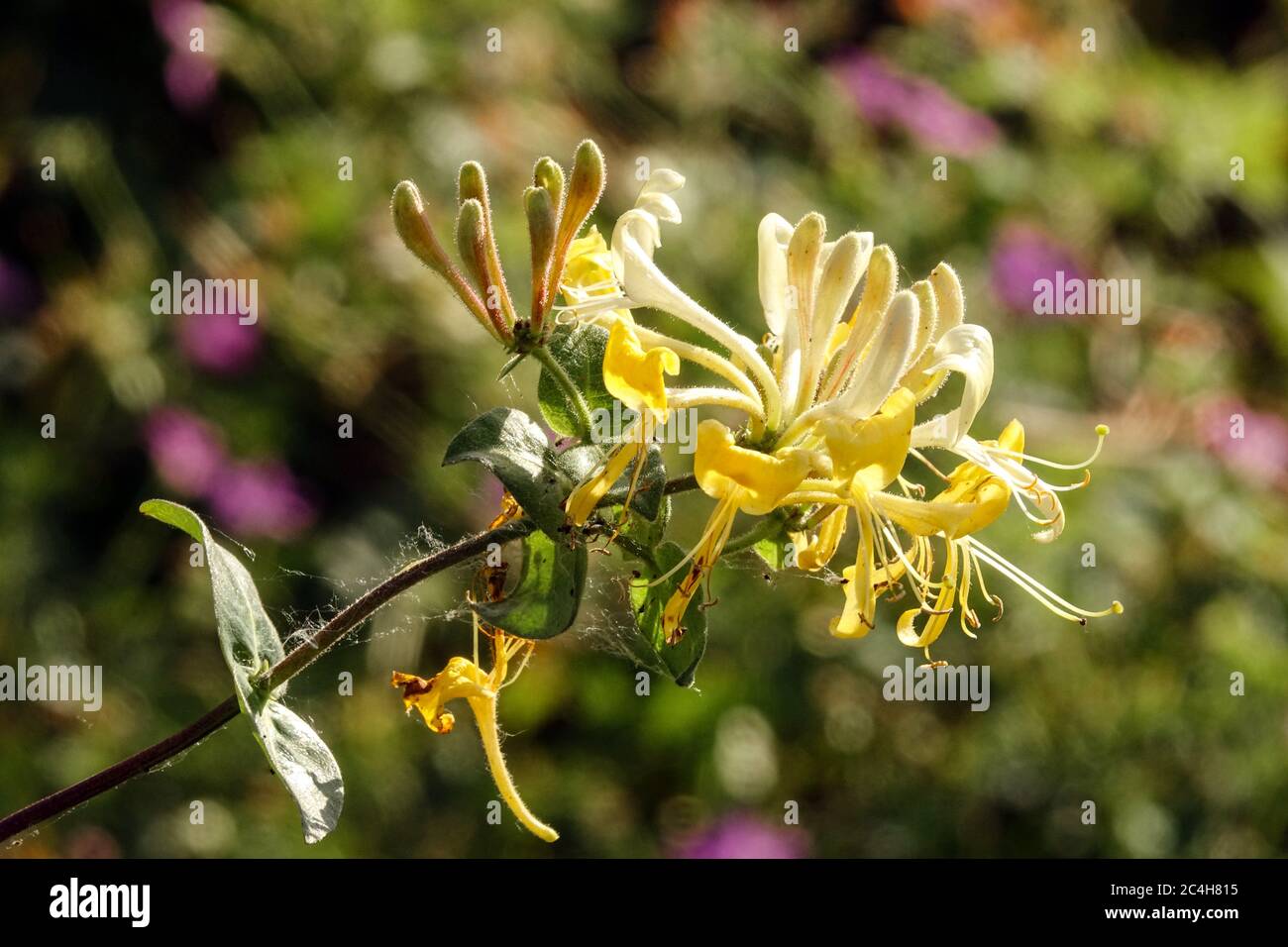 Honeysuckle Lonicera periclymenum 'Scentsation' Foto Stock