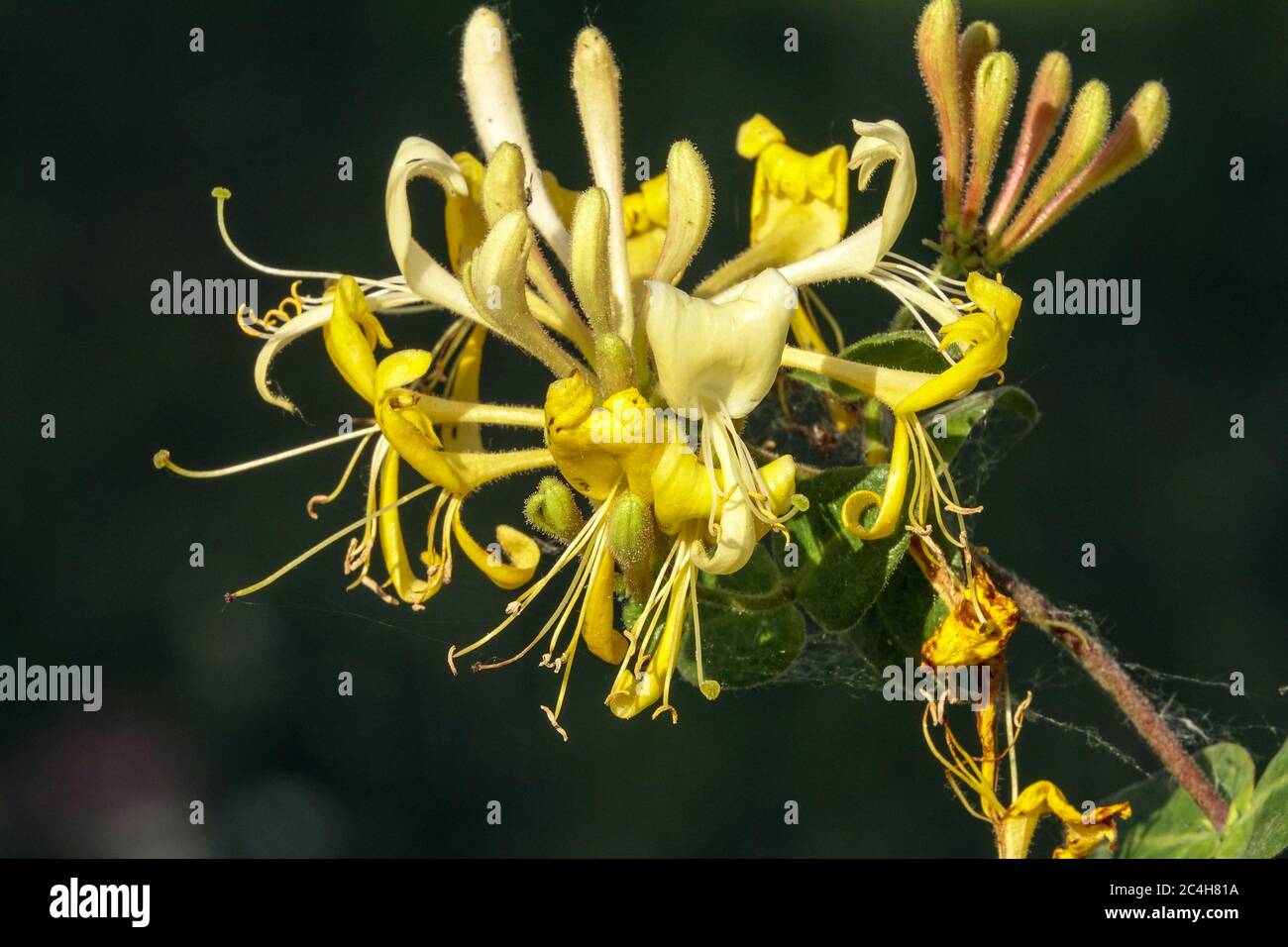 Honeysuckle Lonicera periclymenum 'Scentsation' Foto Stock
