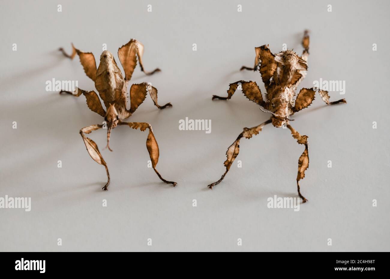 Due insetti a foglia spinosa, un maschio a sinistra e una femmina a destra (Extatosoma tiaratum) Foto Stock