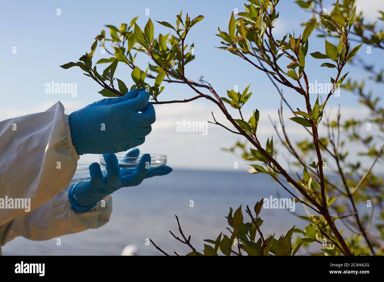 Primo piano di biologo in guanti protettivi che preleva campioni di foglie verdi dell'albero all'aperto Foto Stock