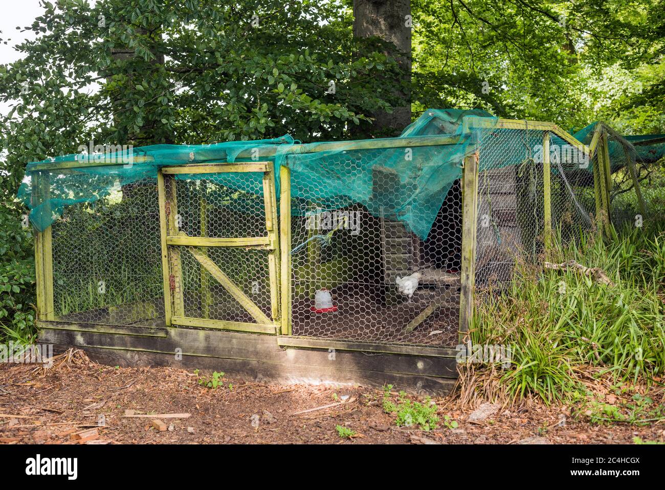 Immagine a livello oculare del pollo grezzo e pronto con, coop, singolo pollo bianco e distributore di acqua all'interno, Angus, Scozia, Regno Unito. Foto Stock
