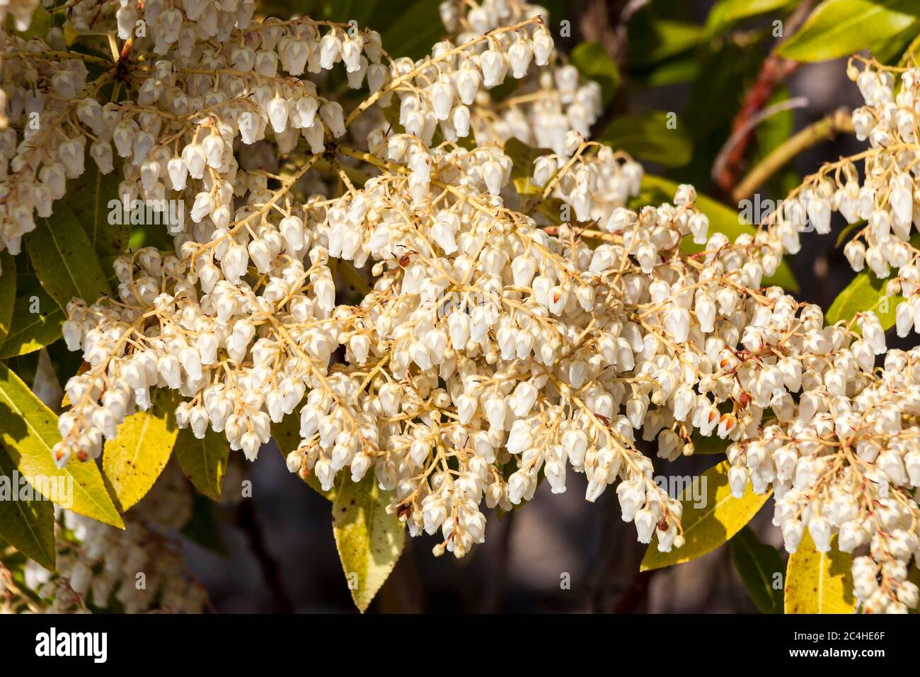 Pieris Japonica un arbusto di fiori bianchi primaverili comunemente conosciuto come andromeda giapponese o pieris giapponese Foto Stock