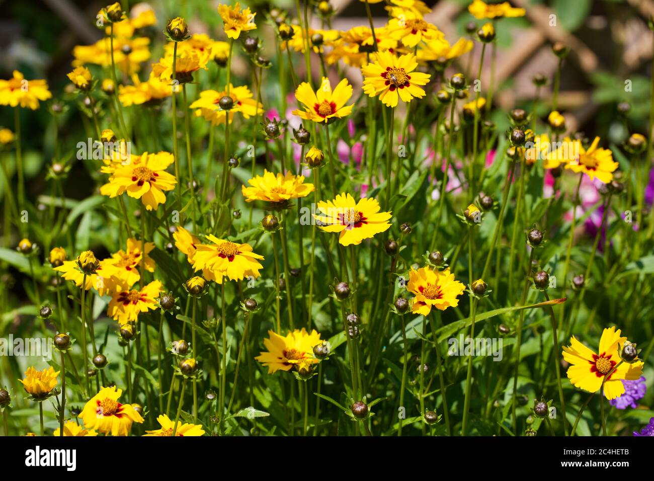 Coreopsis lanceolata ‘Sterntaler’ Foto Stock