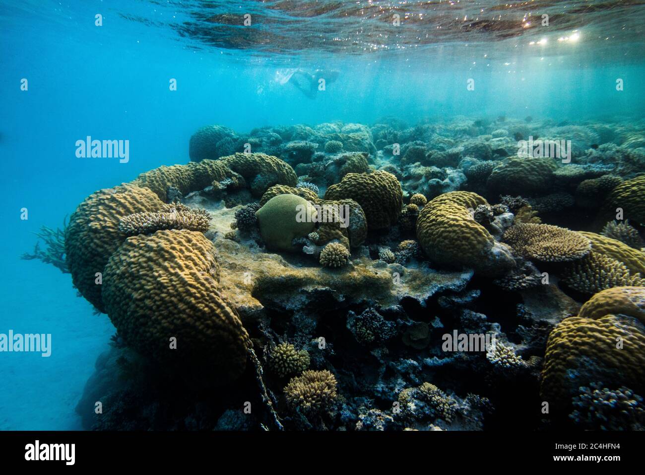 La cima della barriera corallina con la superficie dell'acqua visibile, la luce del sole che brilla e lo snorkeling in lontananza Foto Stock