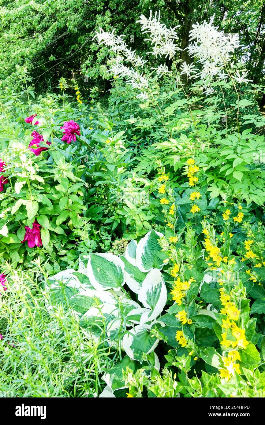 Giardino fiore letto bordo giallo Lysimachia hora Aruncus Foto Stock