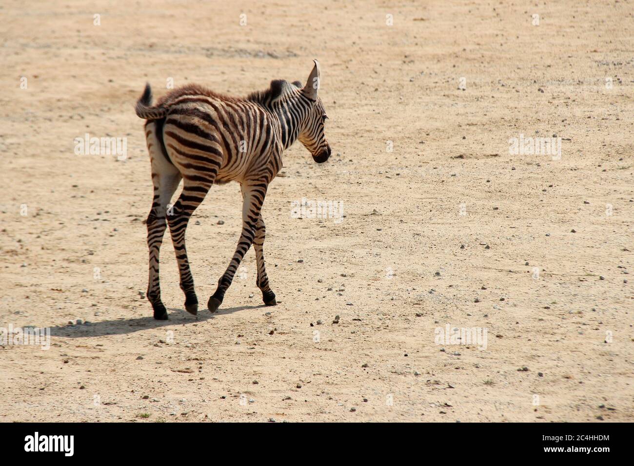 zebra in uno zoo in francia Foto Stock