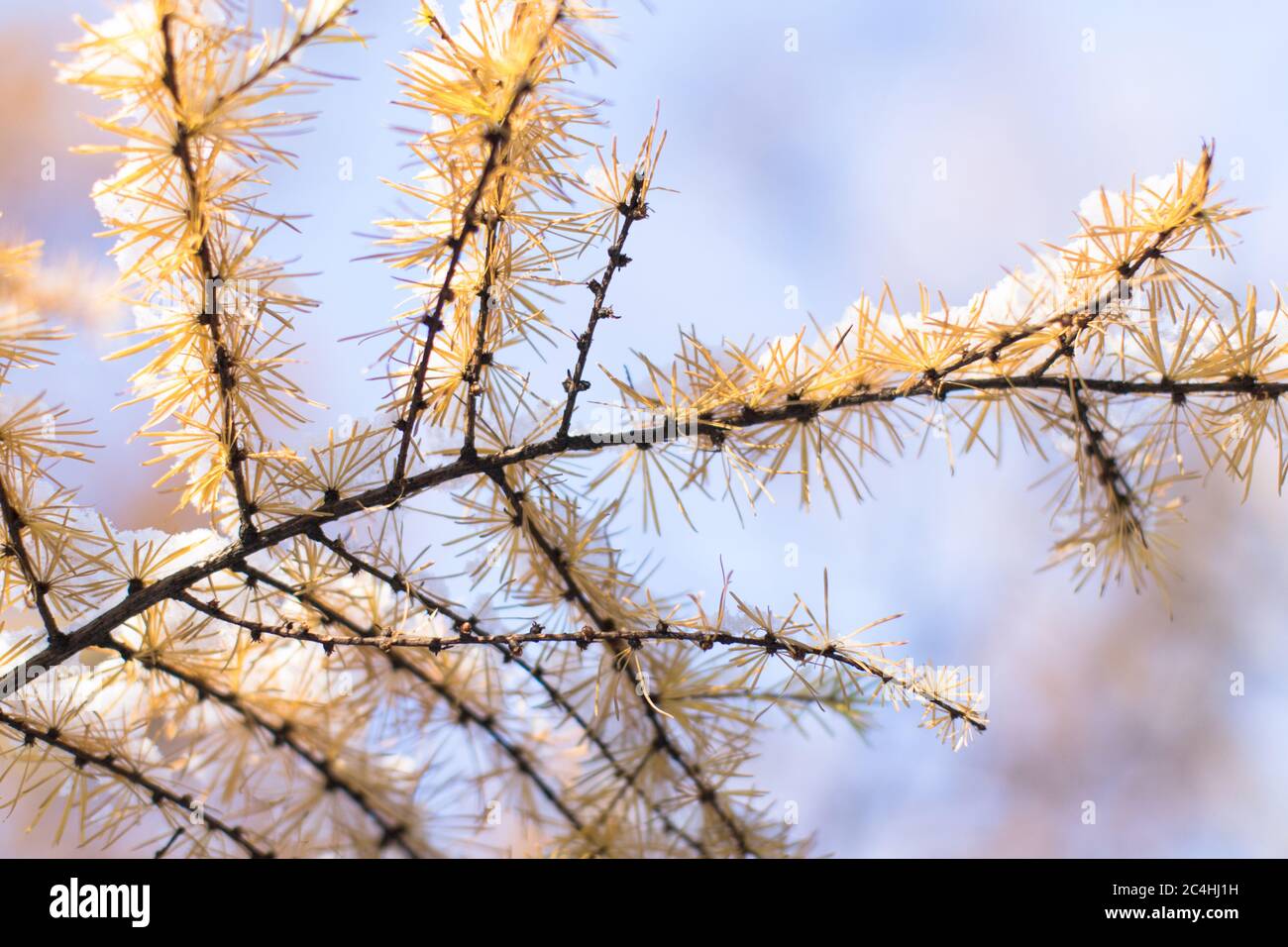 Aghi gialli autunnali di larice prima neve coperta, vista dal basso, fuoco morbido selettivo. Albero di conifere con aghi giallo brillante. Ramo larice in abeti Foto Stock