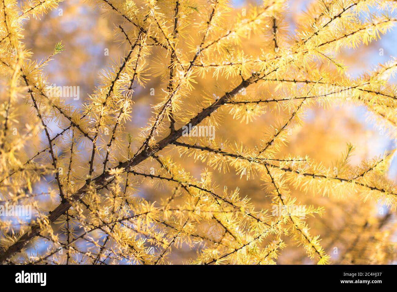 Aghi gialli autunnali di larice prima neve coperta, vista dal basso, fuoco morbido selettivo. Albero di conifere con aghi giallo brillante. Ramo larice in abeti Foto Stock