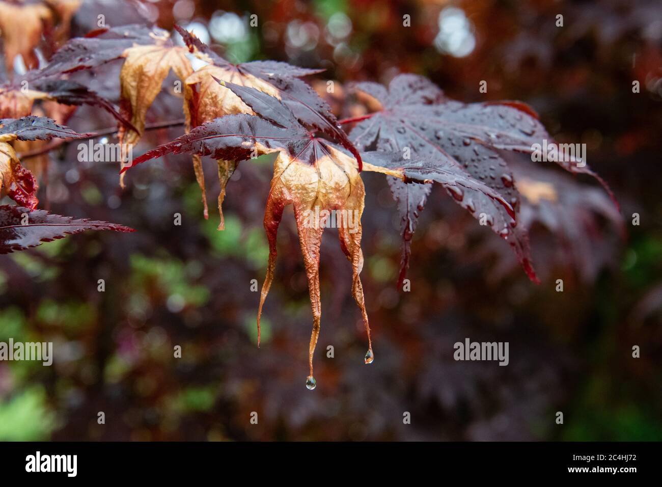 Danni da gelo all'albero rosso dell'acero giapponese (acer) - Scozia, Regno Unito Foto Stock