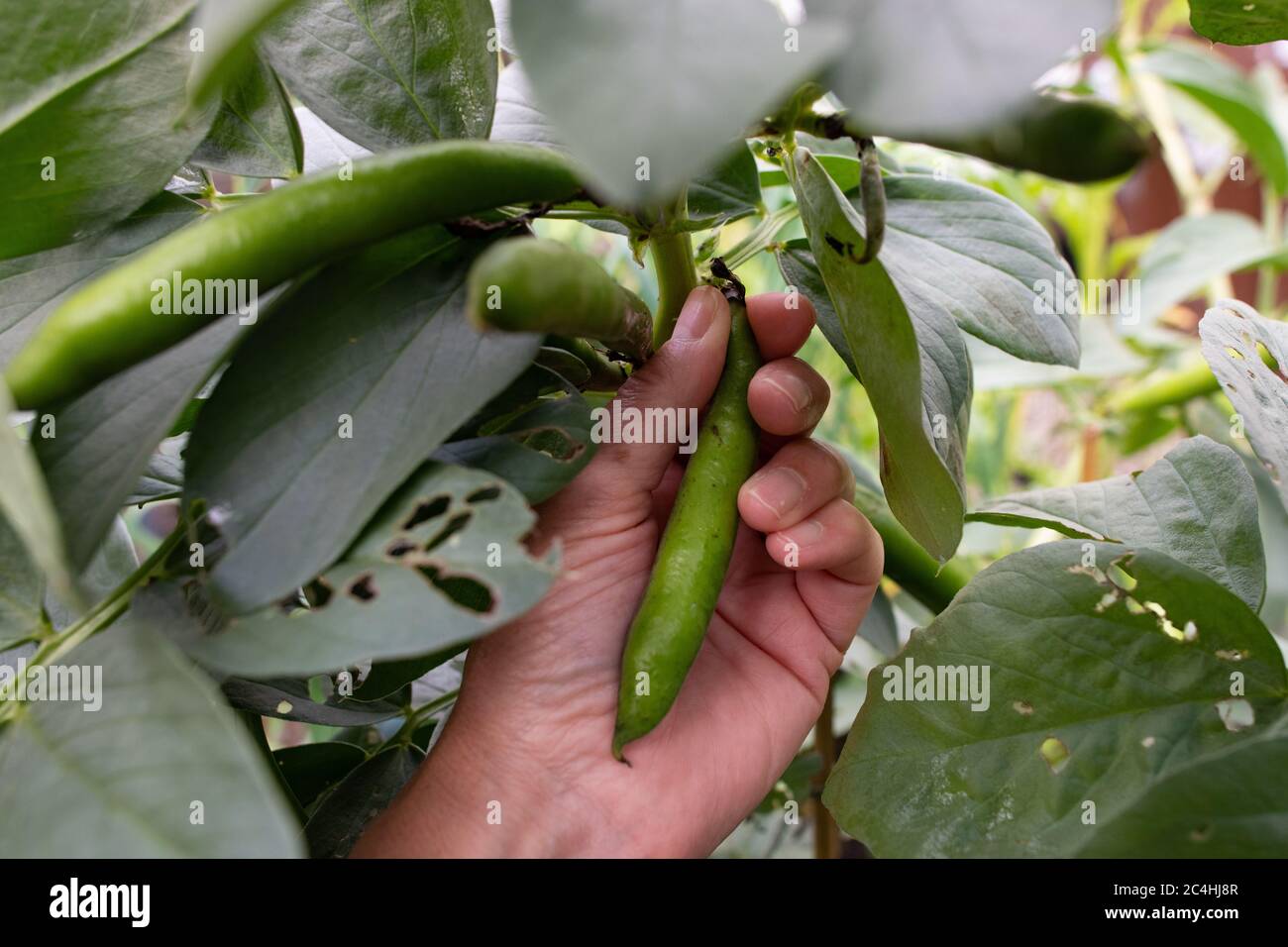 Raccolta di vasta raccolta di fagioli capolavoro verde palangaro - Scozia, Regno Unito Foto Stock