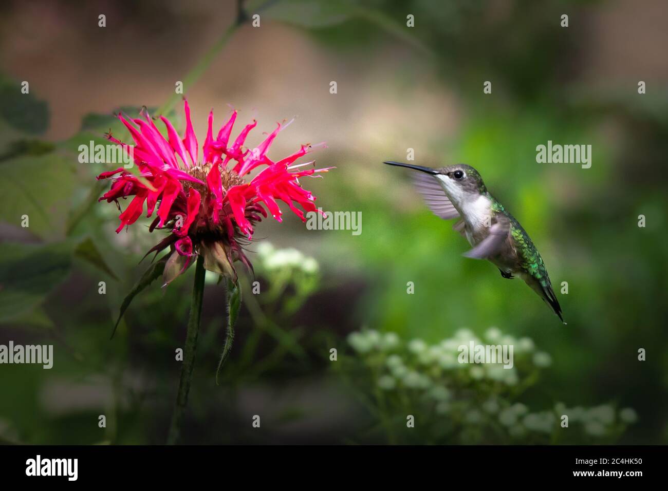 Un uccello di colibrì maschio con la gola di rubino si avvicina ad un fiore perreniale rosso di balsamo dell'ape Foto Stock