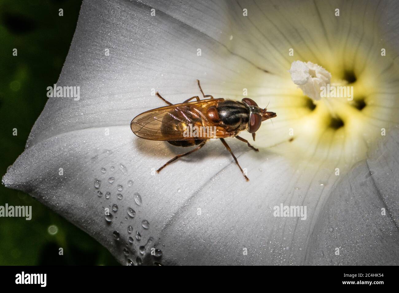 Un hover Fly di Snout si avvicina il cuore della questione in una mattina dewy Foto Stock