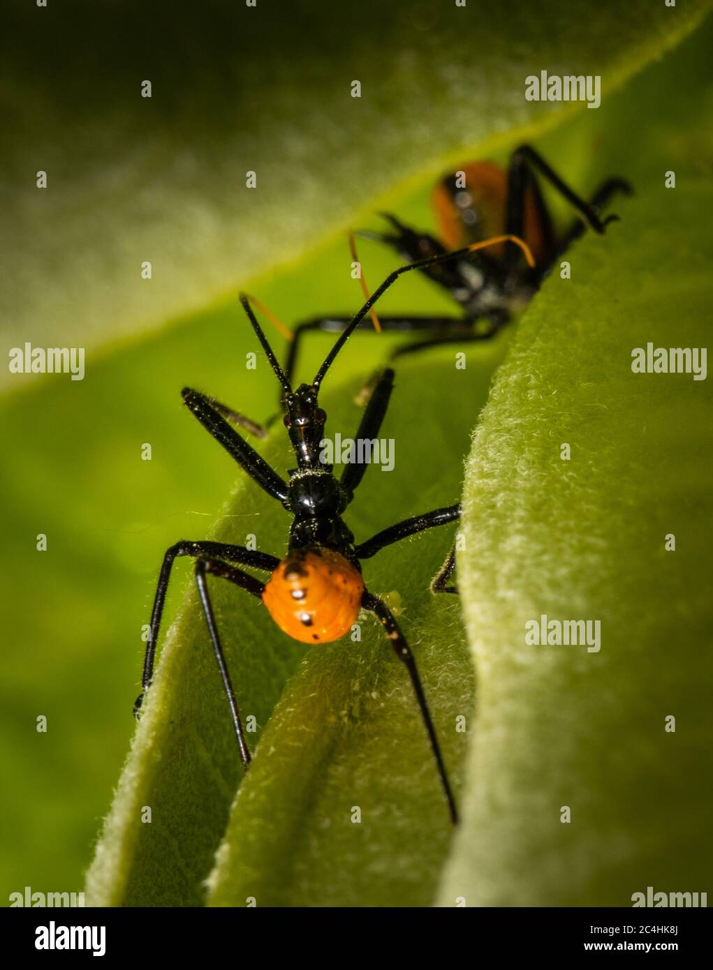 Due insetti assassini si incontrano su una pianta in un prato nella Pennsylvania orientale Foto Stock