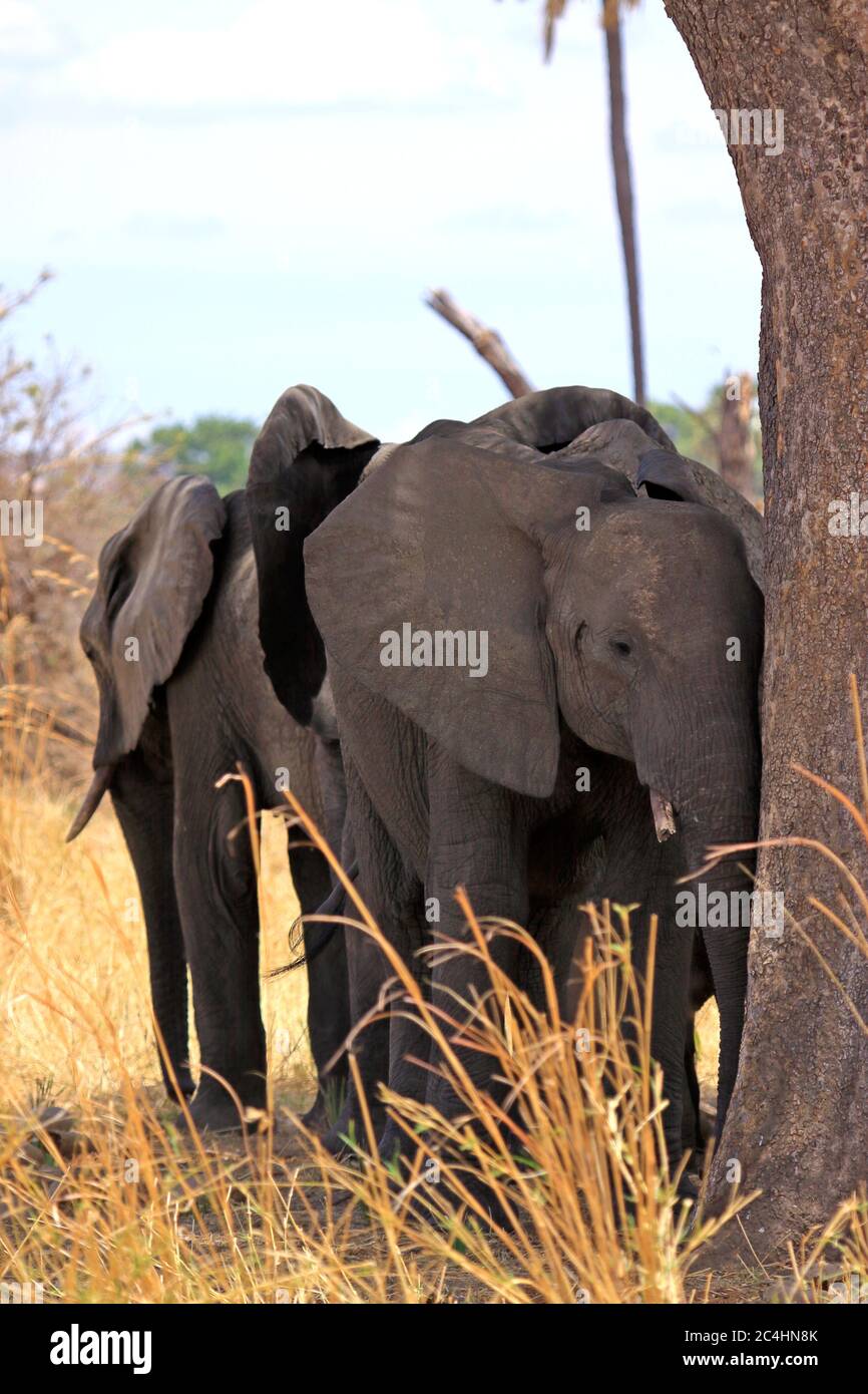 Giovani elefanti riposati all'ombra di un albero durante il caldo della giornata Foto Stock