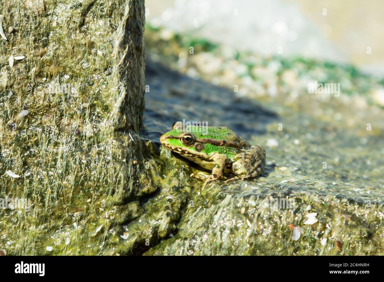 Rana verde di mare su pietra adornata da oze Foto Stock