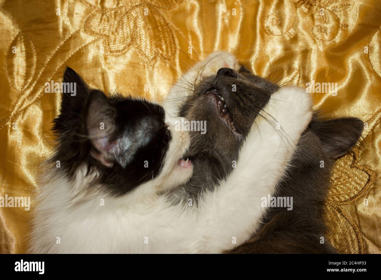 Il gioco di un gattino bianco e nero con un gatto grigio su un velo d'oro Foto Stock