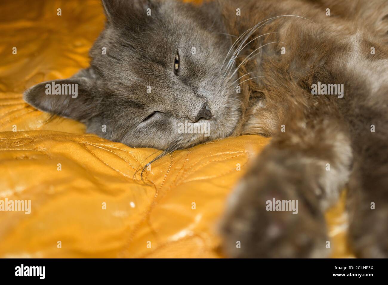 Gattino grigio, il gatto che giace, sonno rilassante Foto Stock