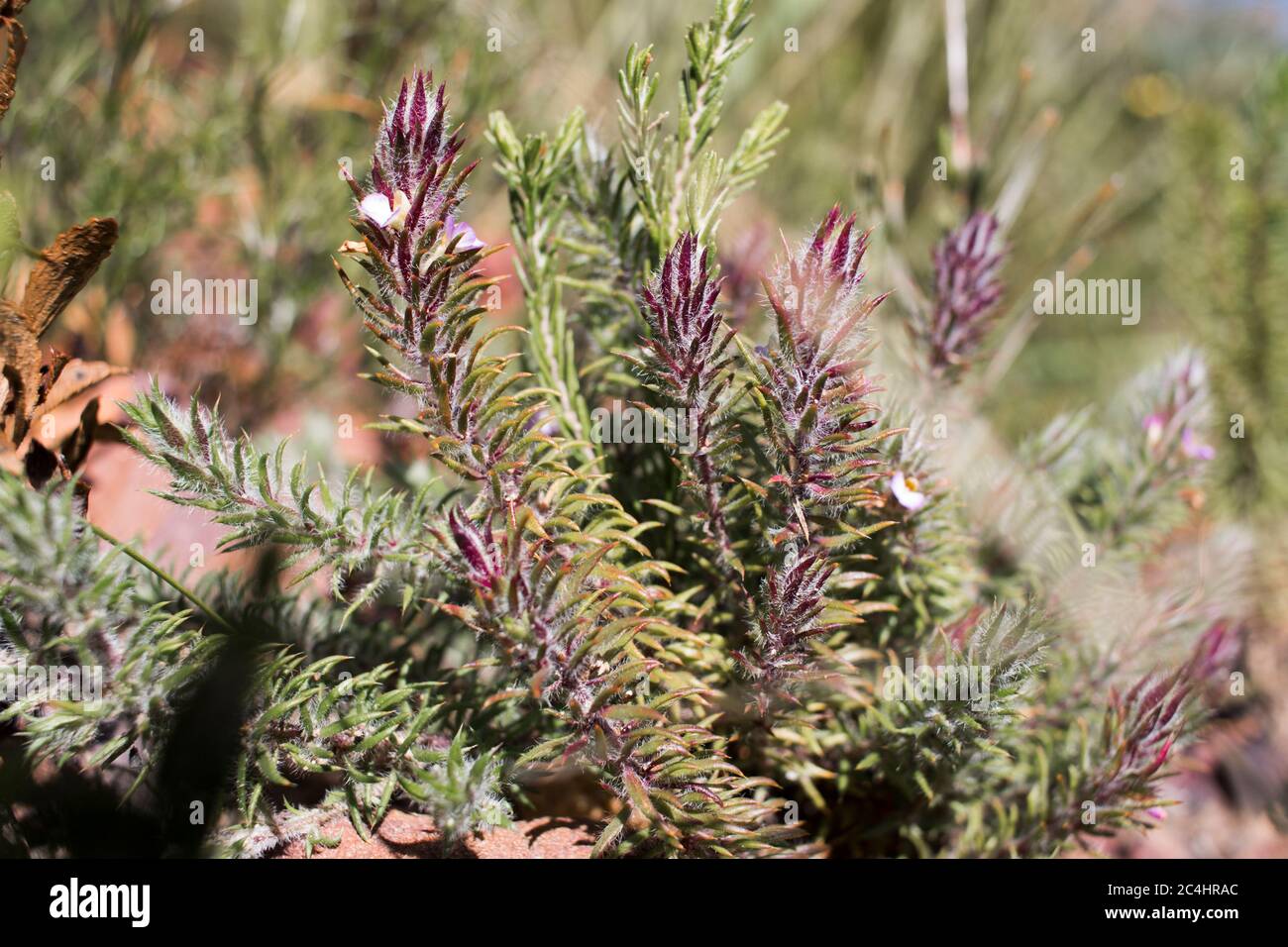 Dettagli di una pianta di fynbos di isteria di Muraltia con foglie pelose Foto Stock