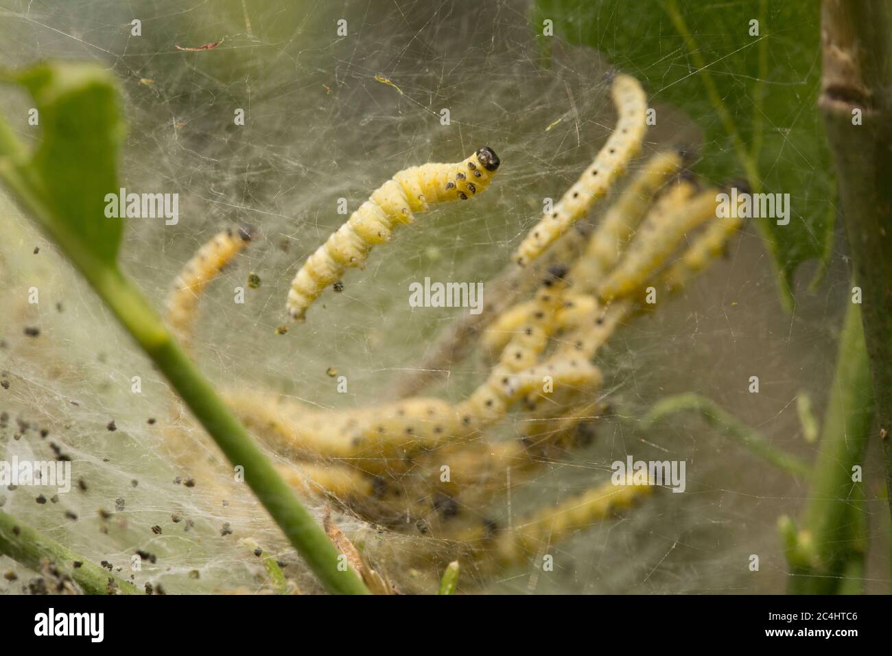 Caterpille, o larve, del fuso Ermine falda, Yponomeuta cagnagella, all'interno del loro nastro di seta. North Dorset Inghilterra Regno Unito GB Foto Stock