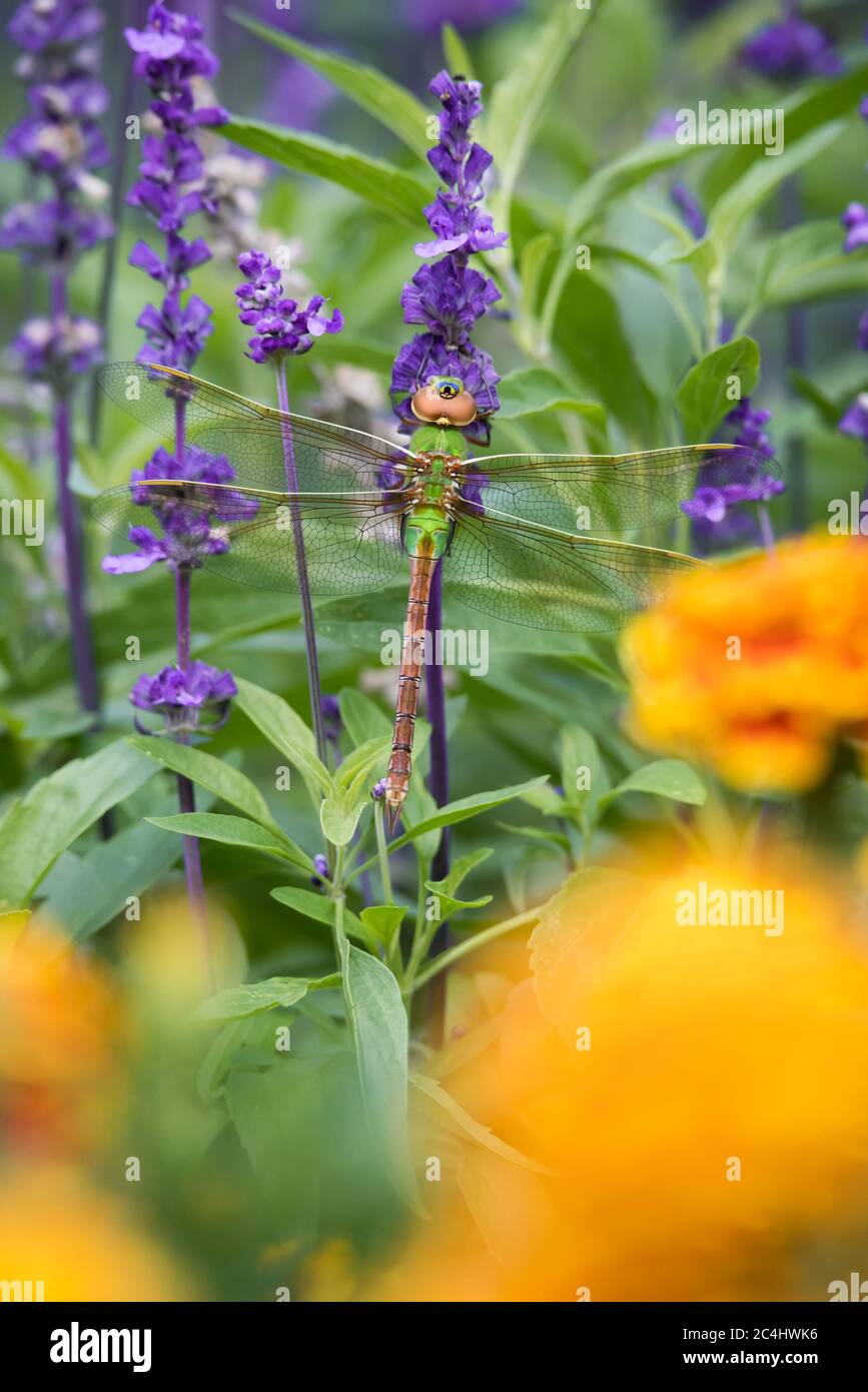 Una femmina verde Darner dragonfly sulla lavanda incorniciata da con fiori marigold al Rosetta McClain Gardens di Toronto. Foto Stock