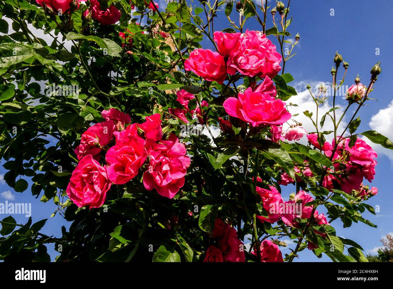 Rambla Rosa Rosa 'Mary Wallace' Foto Stock