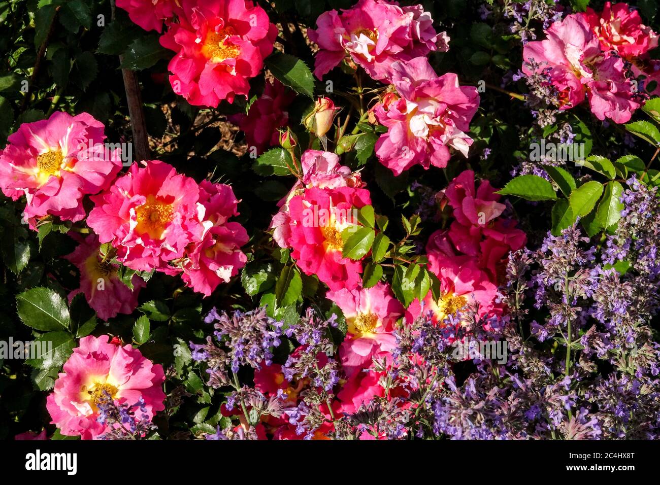 Rosa Rosa Bajazoo nepeta di menta gatto Foto Stock