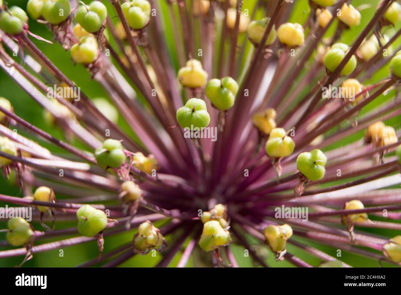 Fiore gigante di cipolla dopo la fioritura Foto Stock