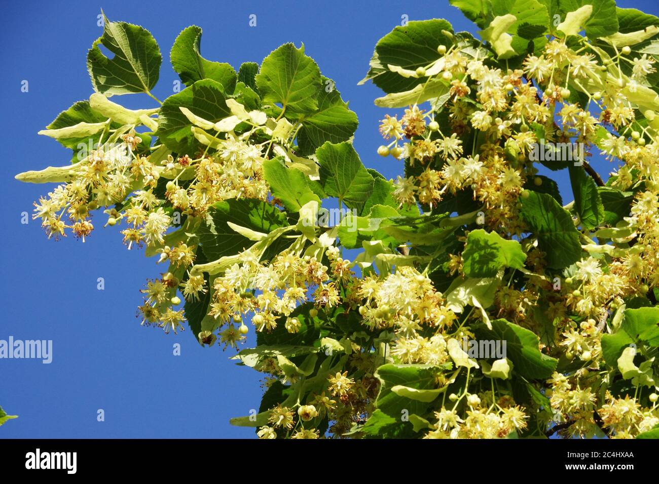 Littleleaf Tilia cordata tree piccolo fiore di Linden su Lime tree Foto Stock