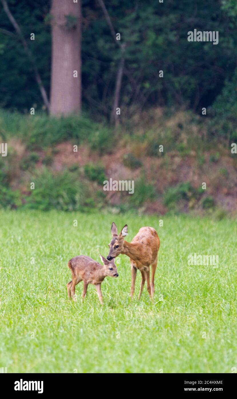 Roe Deer, Capreolus capreolus, con polpaccio, vicino al bordo della foresta, verticale Foto Stock
