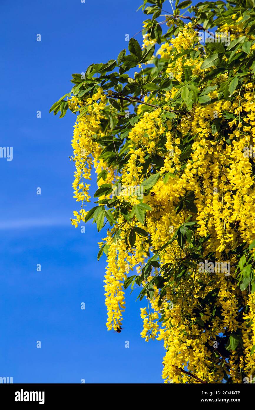 Yellow wisteria immagini e fotografie stock ad alta risoluzione - Alamy