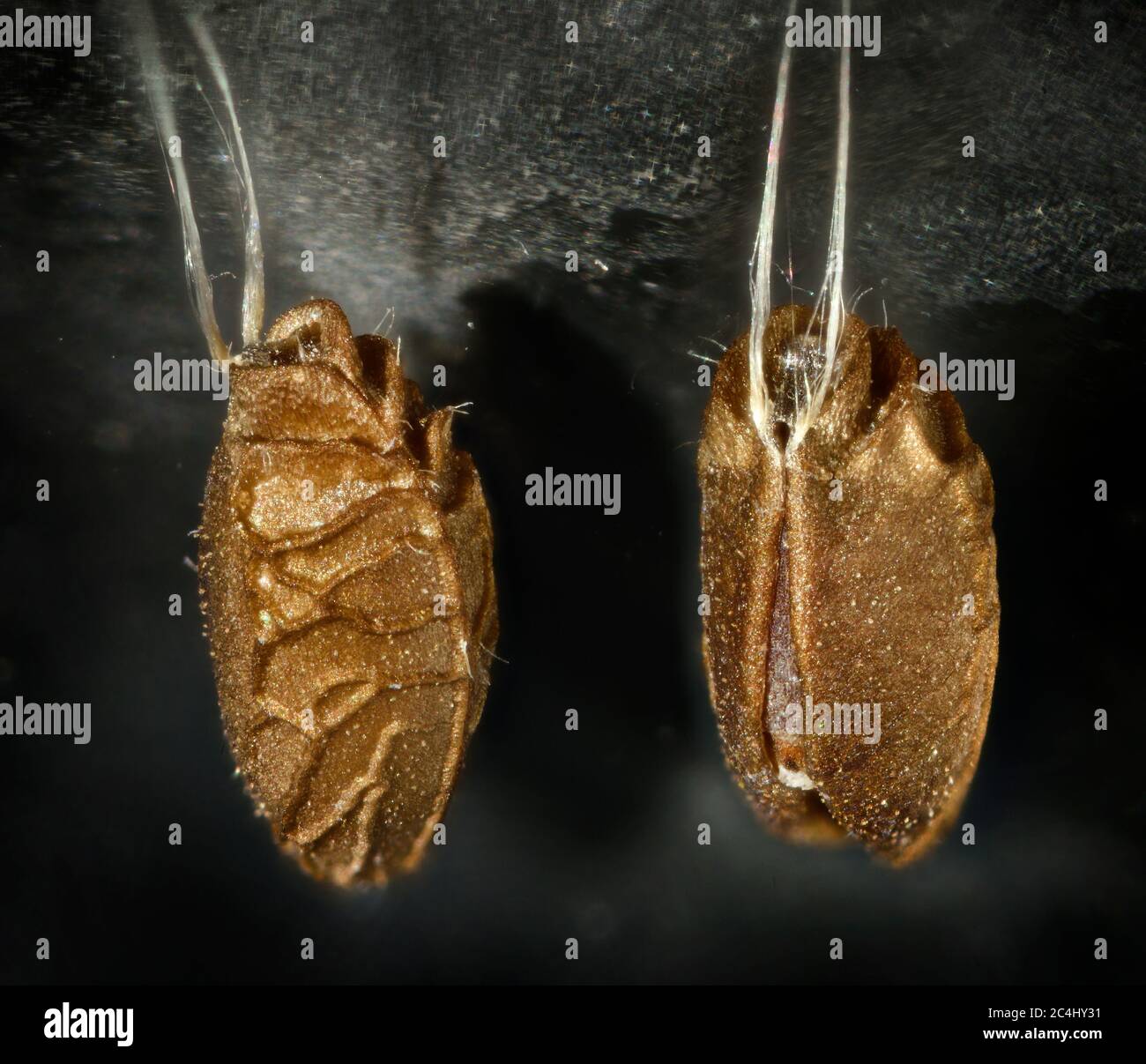 Curioso, non identificato pupa o seme caso, trovato appeso su vetro finestra. Attaccati da due filettature silken fini. Botanico o entomologico? Foto Stock