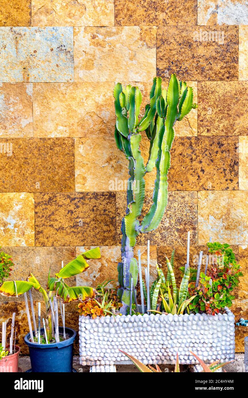 Cactus plat contro un muro, Palma, Maiorca Foto Stock