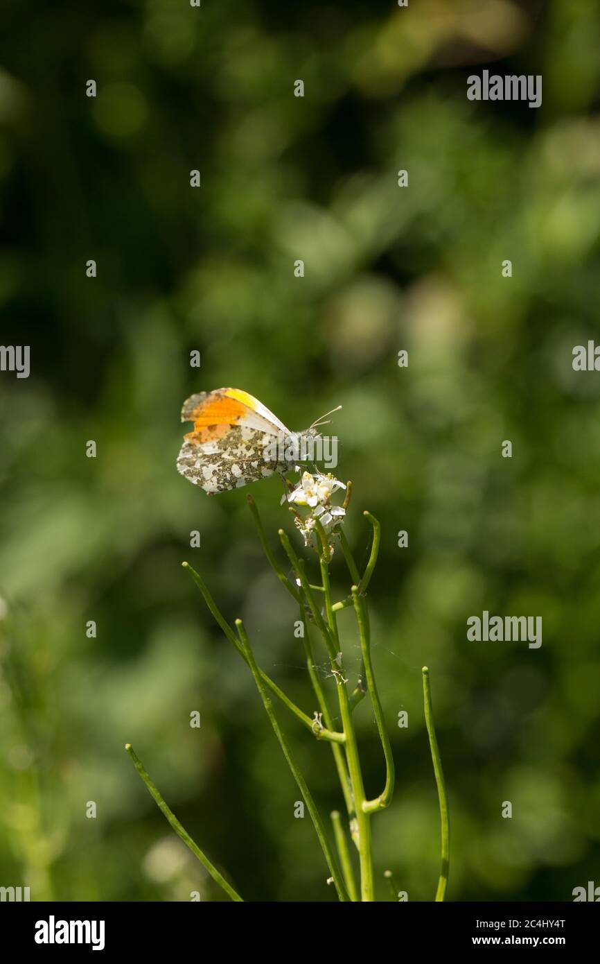 Una farfalla arancione-Tip maschio, Andhocaris cardamines, al lato di una corsia di campagna che riposa su un fiore selvatico. North Dorset Inghilterra Regno Unito GB Foto Stock
