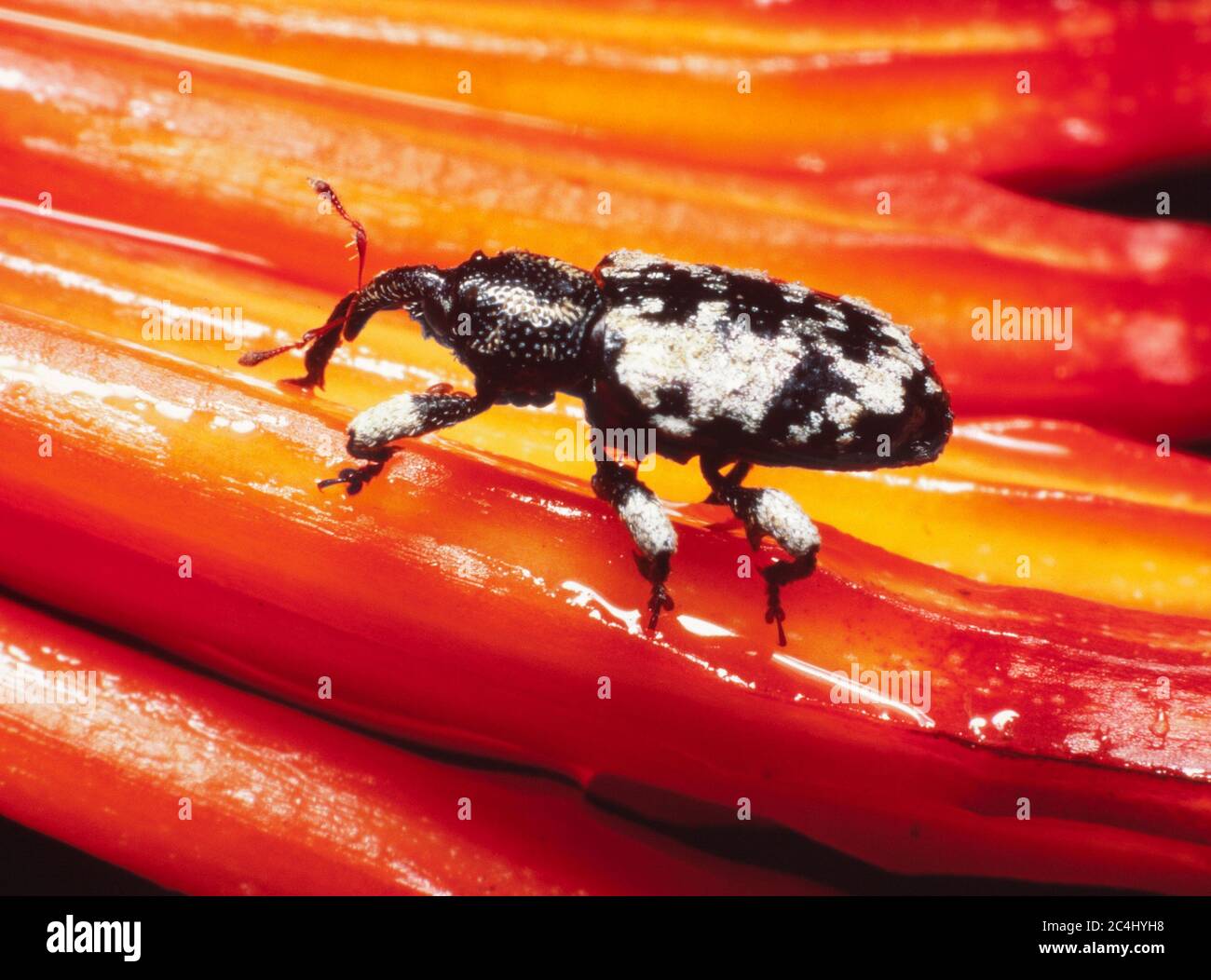 La foresta pluviale weevil, Borneo, Malesia orientale, una delle molte specie endemiche. Foto Stock