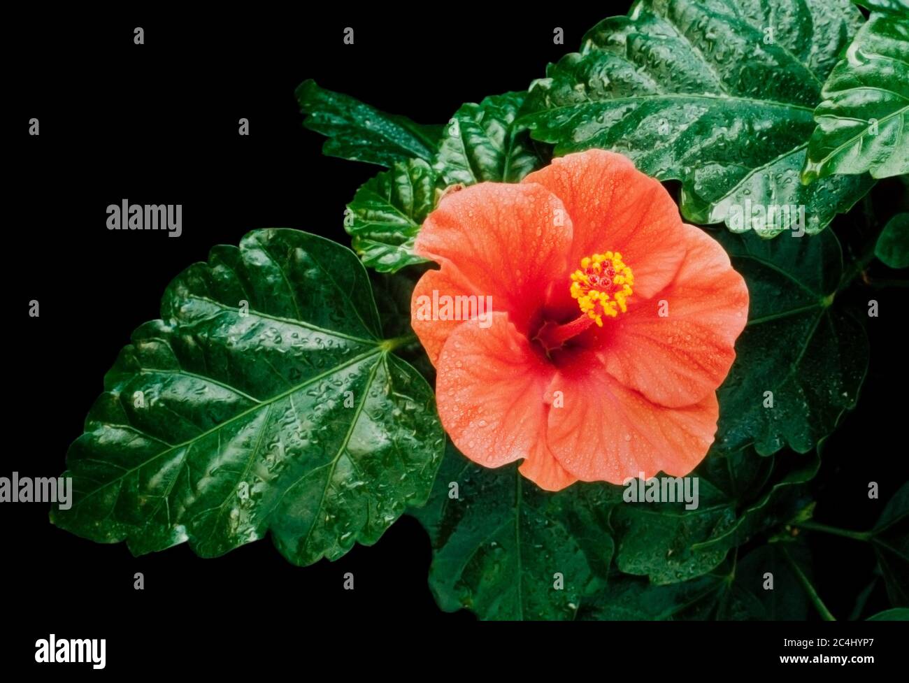 Hibiscus national flower malaysia immagini e fotografie stock ad alta ...
