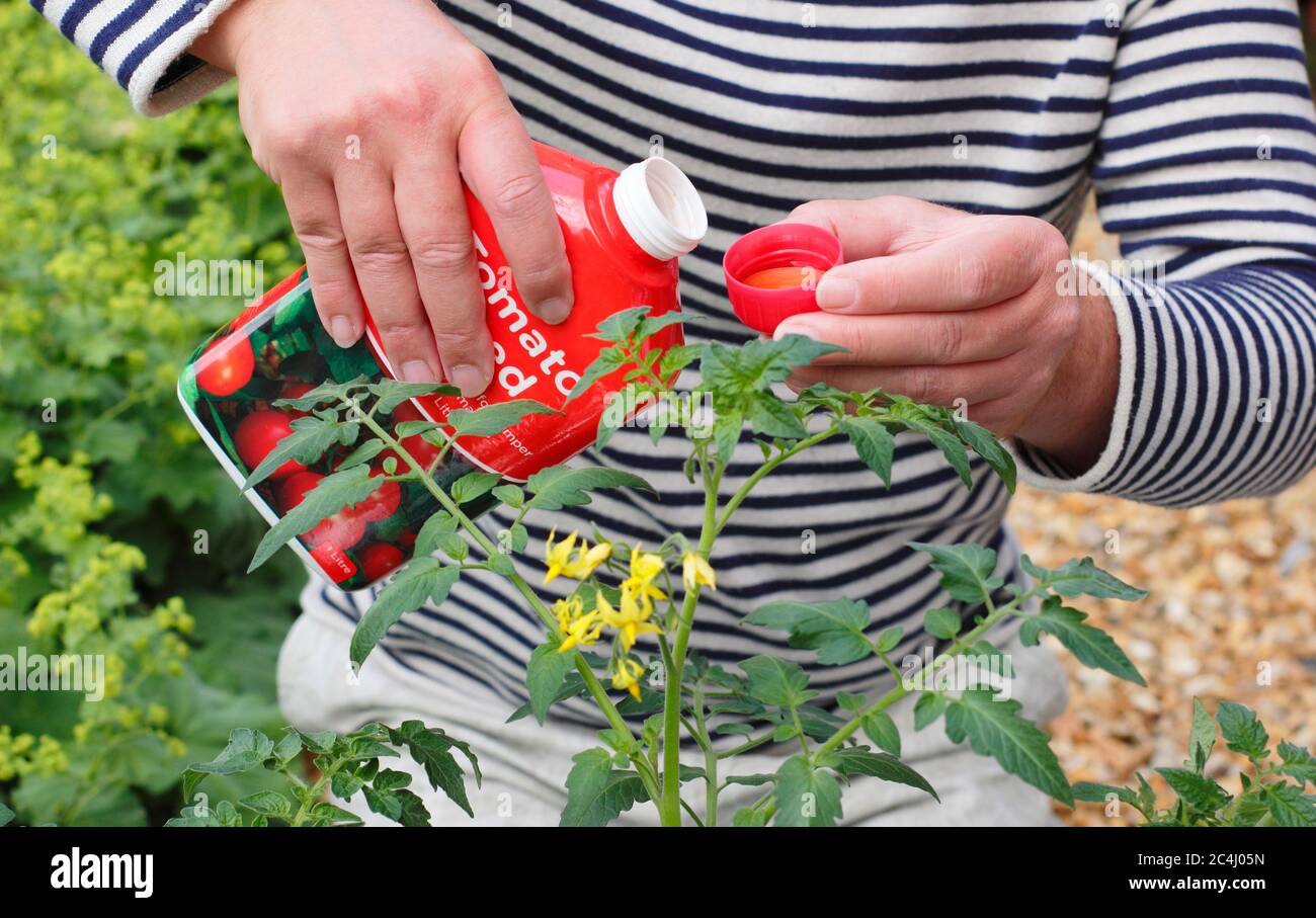 Solanum lycopersicum. Misurare l'alimentazione di pomodoro per la diluizione prima di annaffiare le piante per promuovere una crescita forte e sana e fruttare. Foto Stock