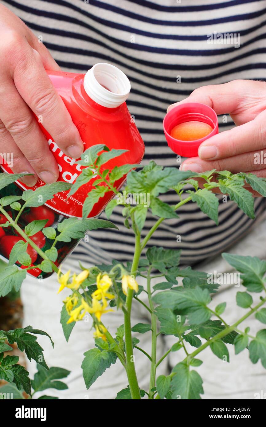 Solanum lycopersicum. Misurare l'alimentazione di pomodoro per la diluizione prima di annaffiare le piante per promuovere una crescita forte e sana e fruttare. Foto Stock