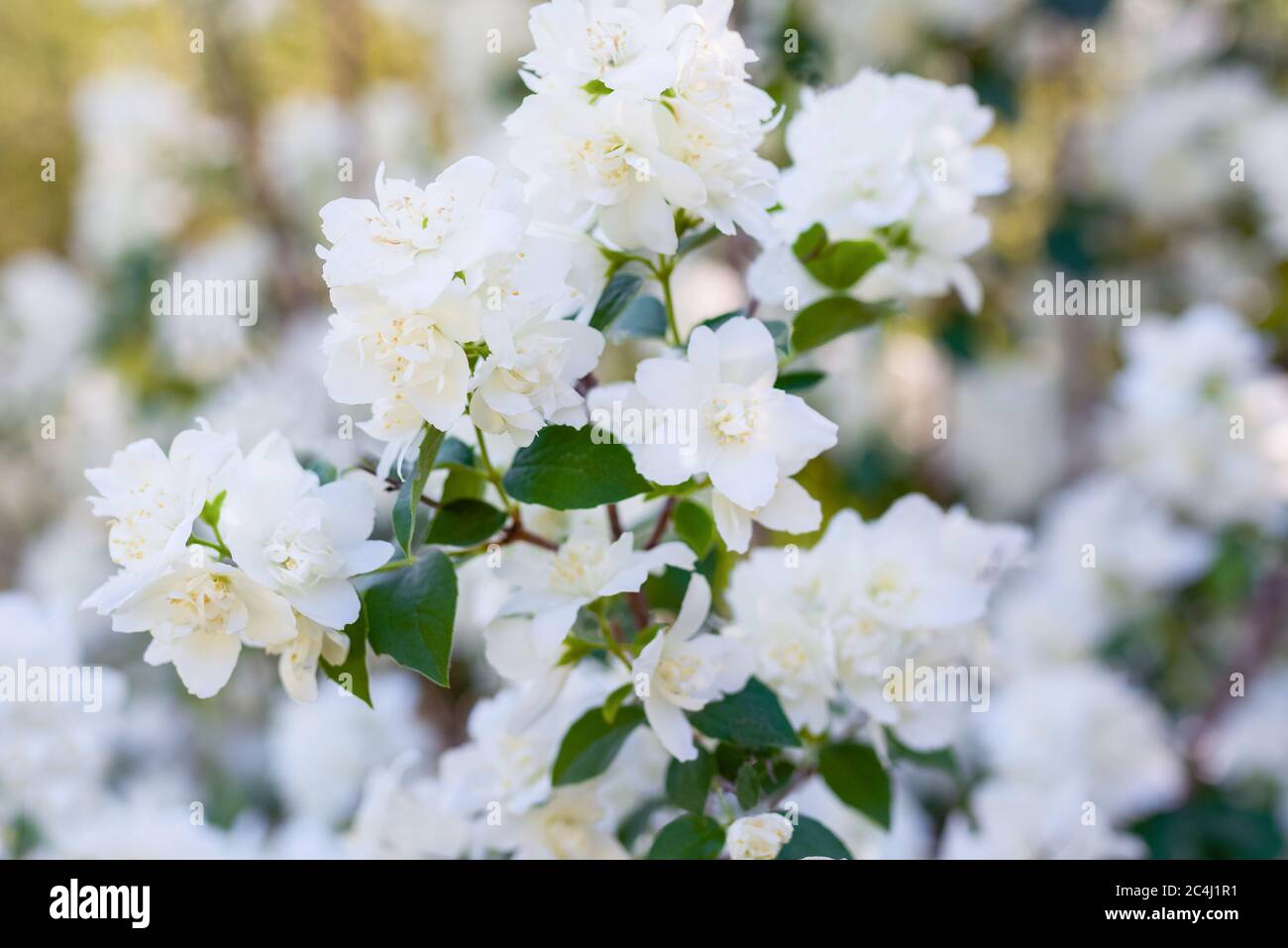 Bel ramo di gelsomino fiorito con fiori bianchi. Sfondo naturale con fiori di gelsomino su un cespuglio. Bellezza dei fiori di gelsomino. Foto Stock